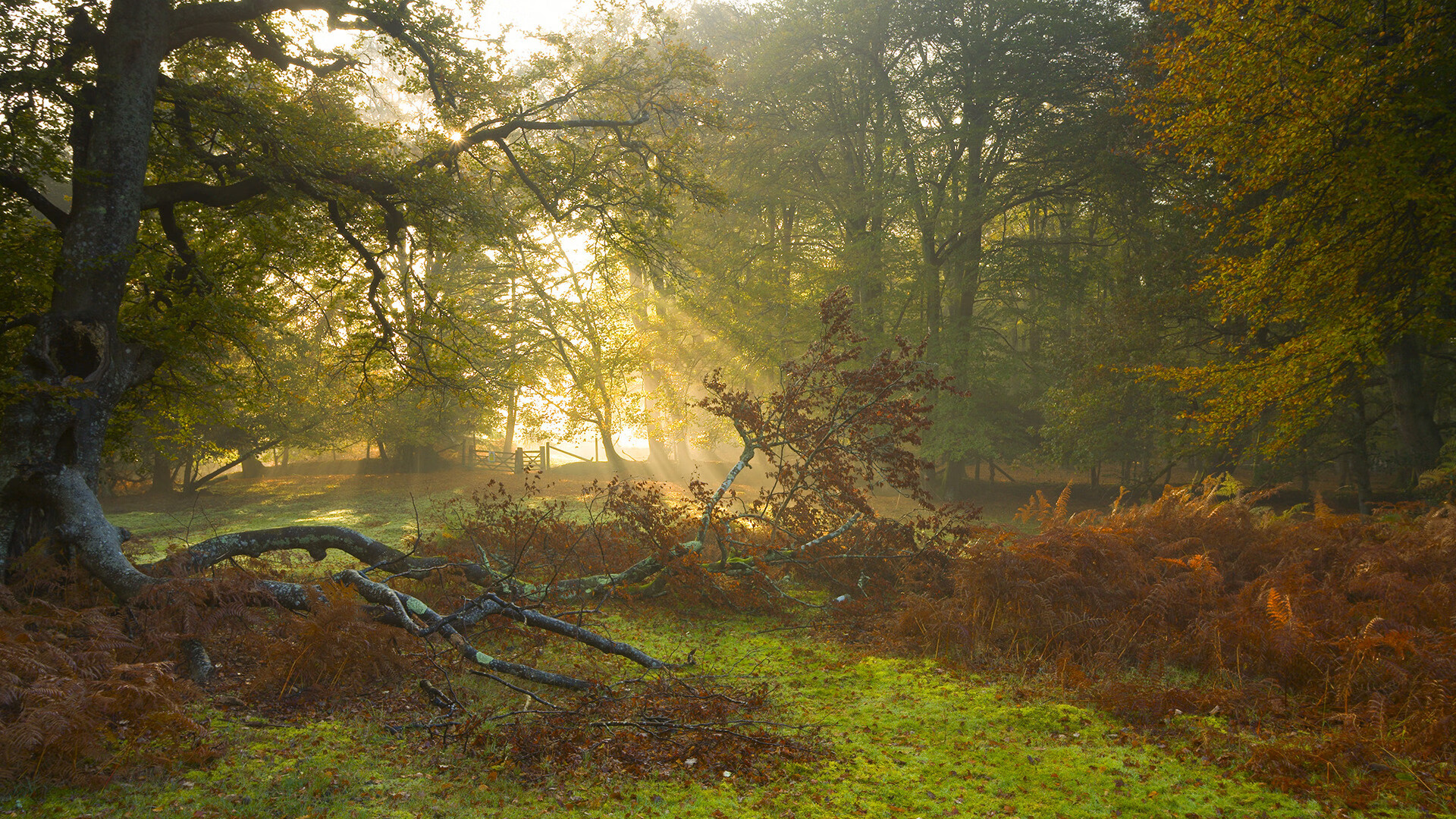 CBA赛季赛程合理安排 保障球员健康，cba赛季规则