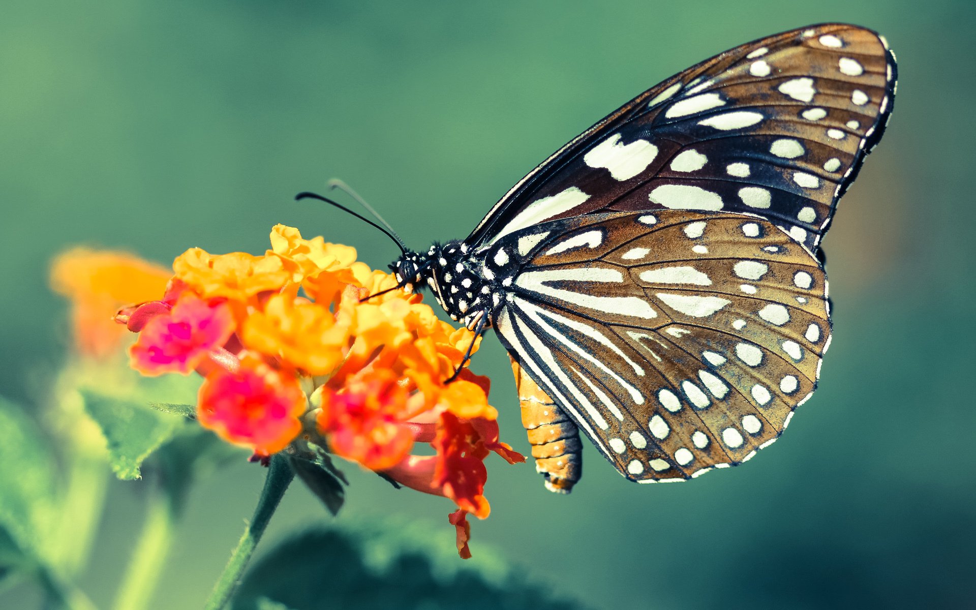 乐鱼体育官网入口-LOL跨服约战开启观众体验更具张力，lol跨服聊天