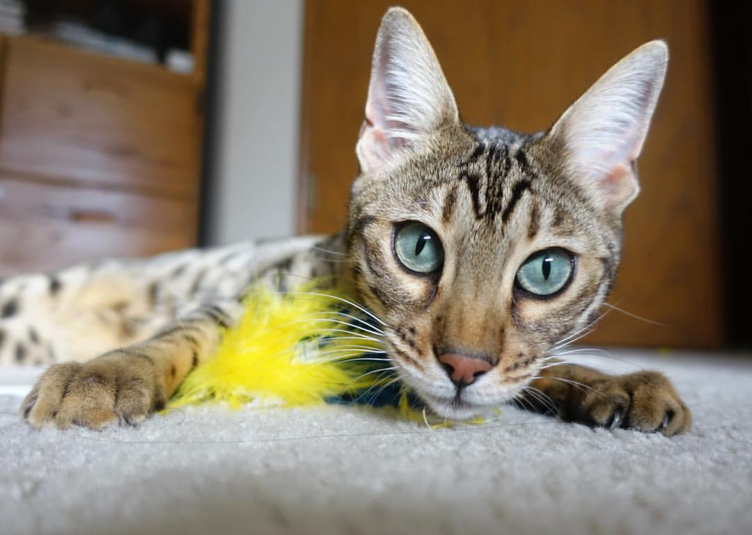 中国女篮赛后总结经验 持续提升,中国女篮战况如何