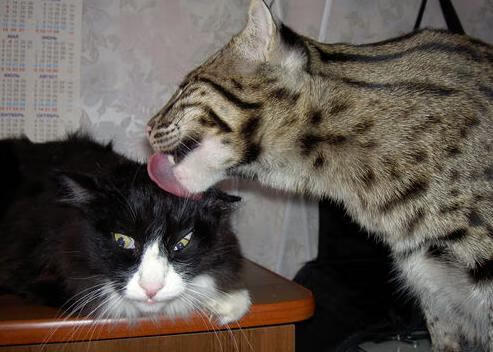 乒乓球赛事：全球顶级选手齐聚一堂，战况激烈，世界乒乓球大师赛