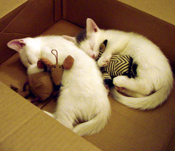 亚洲杯中国队晋级 球员配合日益默契，亚洲杯中国队球员资料