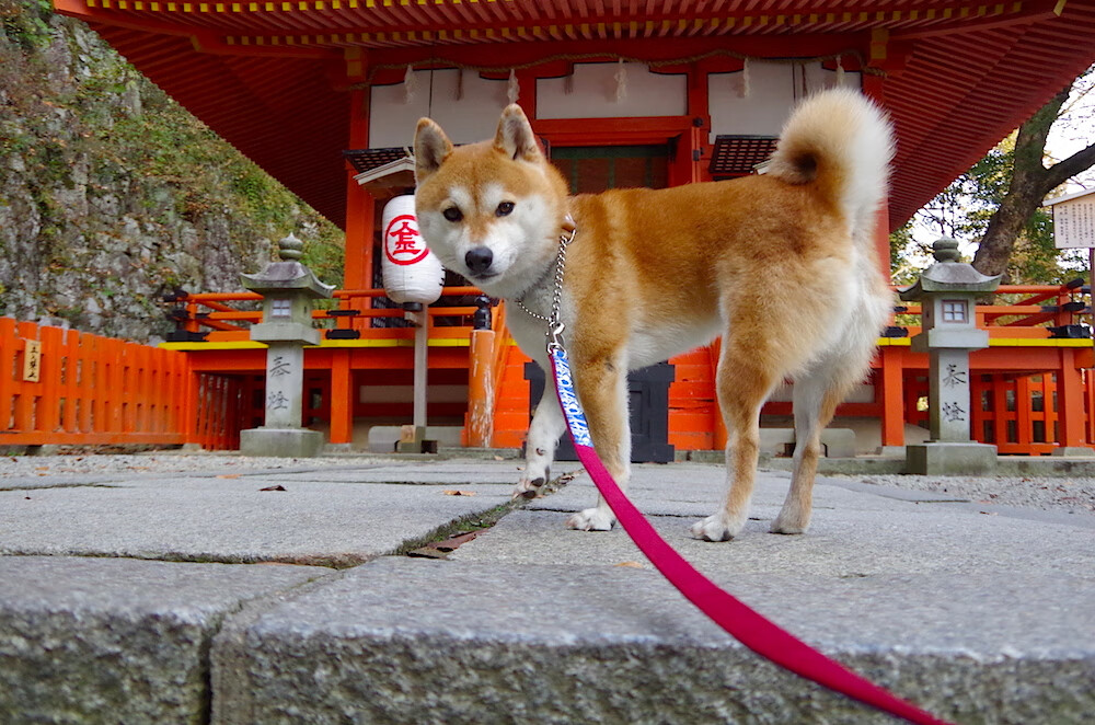 博卡青年U21小将首次亮相表现积极，博卡青年著名球员