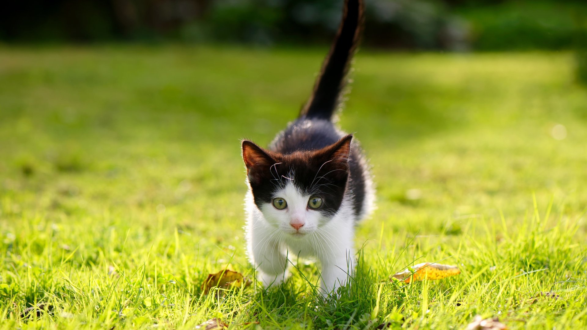 乐鱼体育网址入口-后腰球员断球能力是否决定比赛转折点分布，后腰接球摆脱集锦