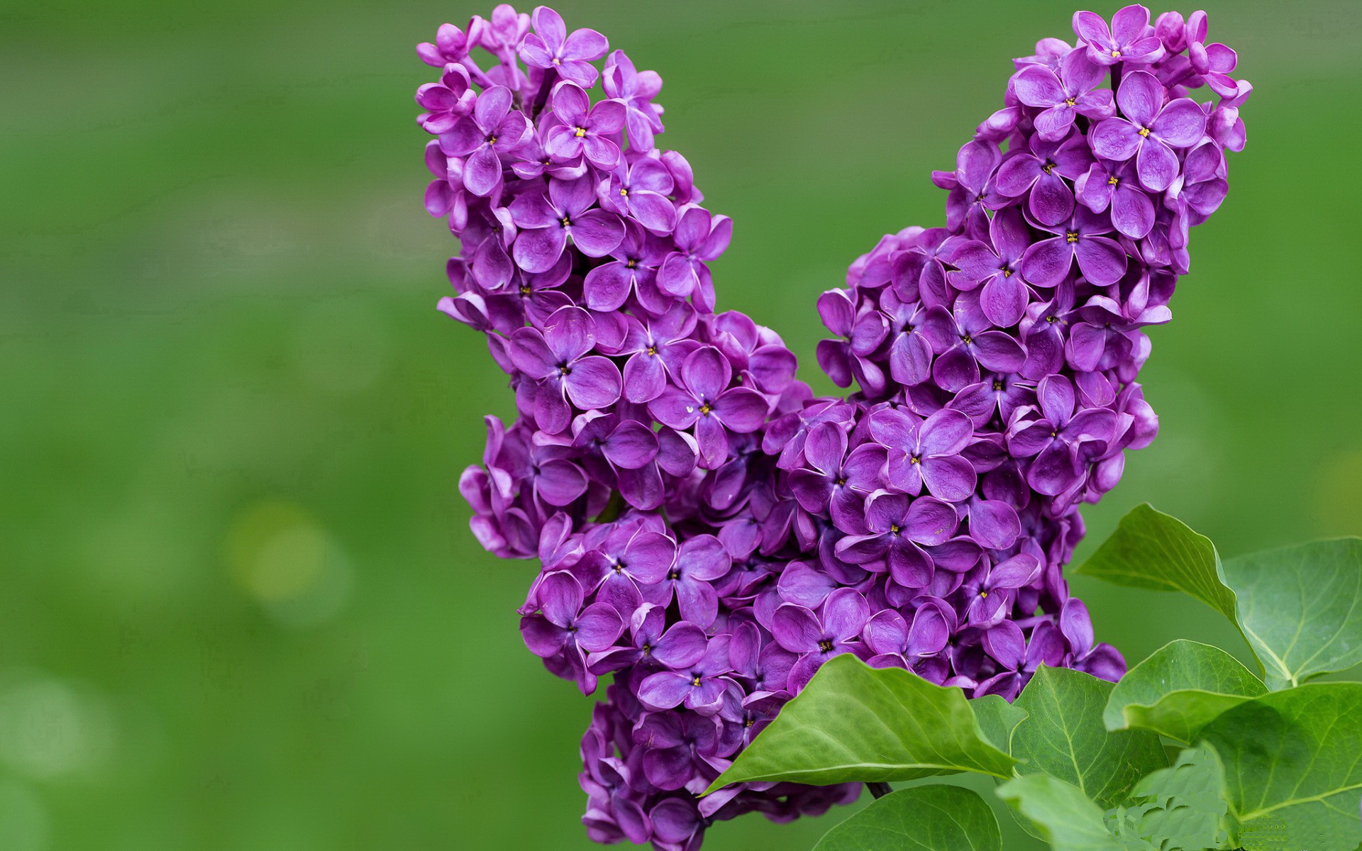 杨瀚森通过大量实战提升比赛判断和阅读能力,杨瀚宇是谁