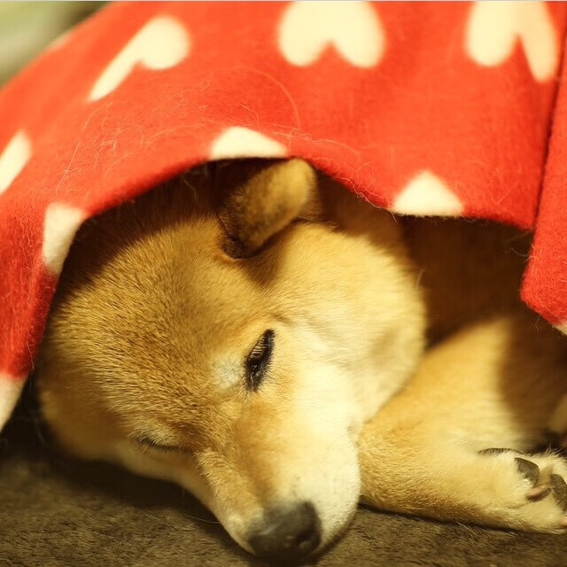 乐鱼体育在线登录-“安赫尔·巴尔博萨的精准配合与战术执行，带领美洲狮队实现全球崛起”