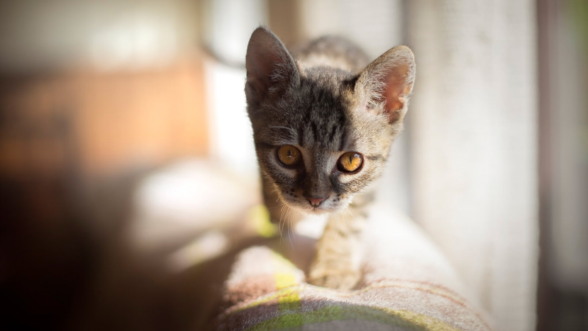 中国女排新晋副攻发挥出色赢得掌声，中国女排新队员