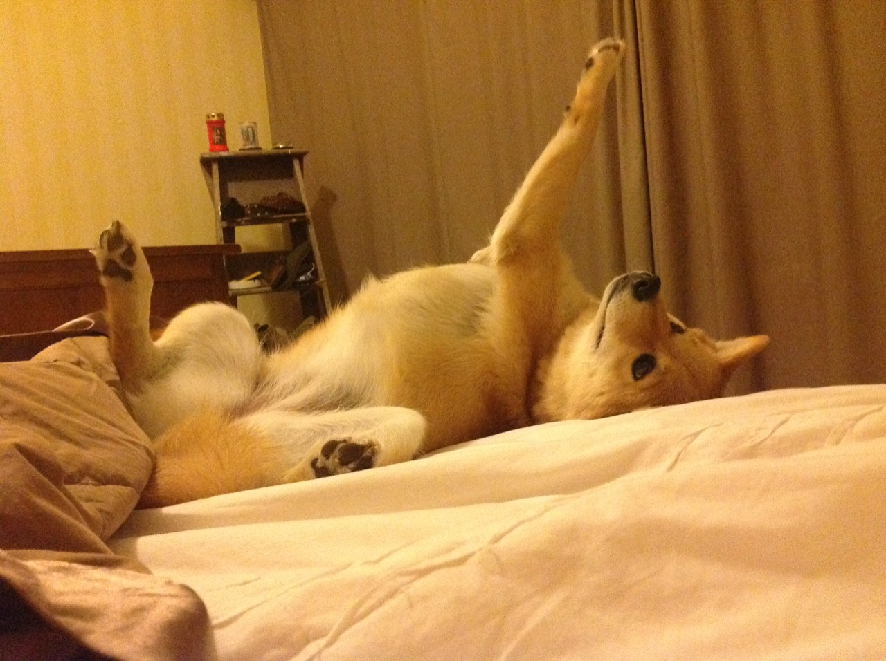 亚历克斯·格林伍德展现坚固防守,帮助袋鼠队锁定胜局,格林伍德合同