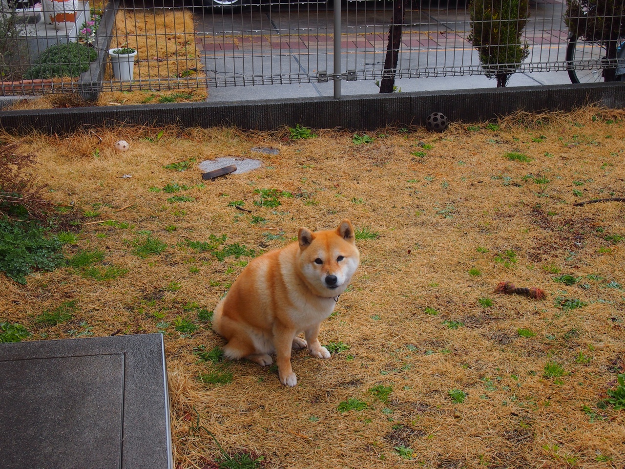 哈伦决赛表现引发媒体热议，ag哈伦